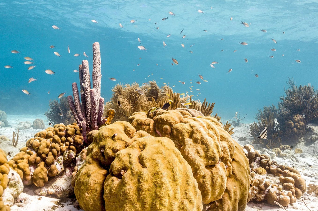 Mediterranean Honeycomb Sea Sponge