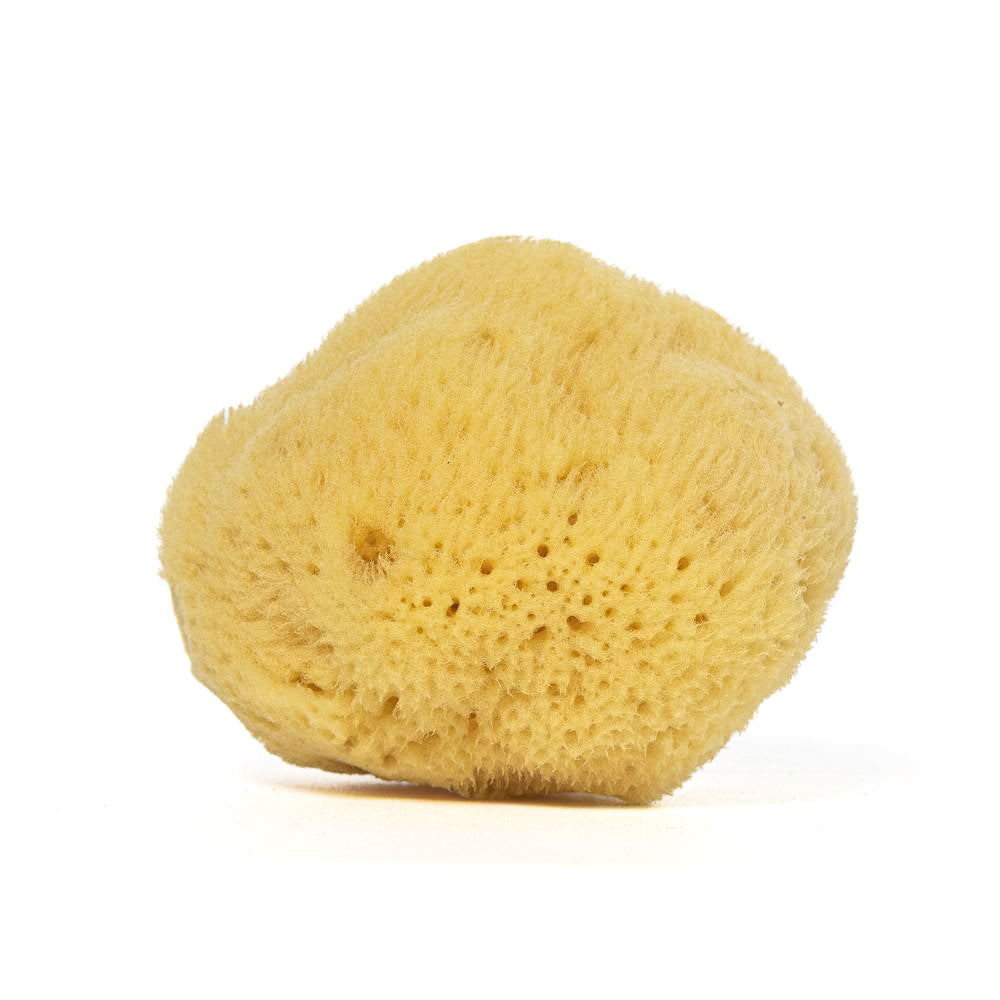 Ocean Fine Sea Sponges