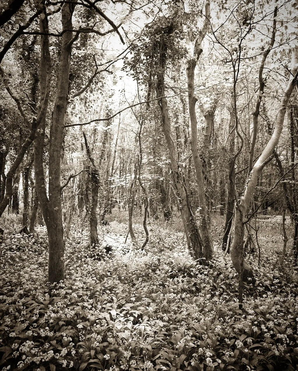 Forest Amongst The Jasmin A2