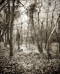 Forest Amongst The Jasmin A2