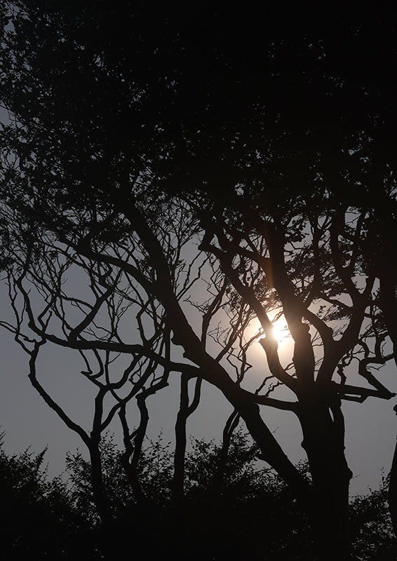 A Wexford Sunset A2 - No.2