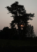 A Wicklow Sunset A2 - No.3