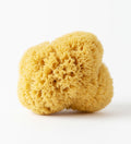 Mediterranean Honeycomb Sea Sponge