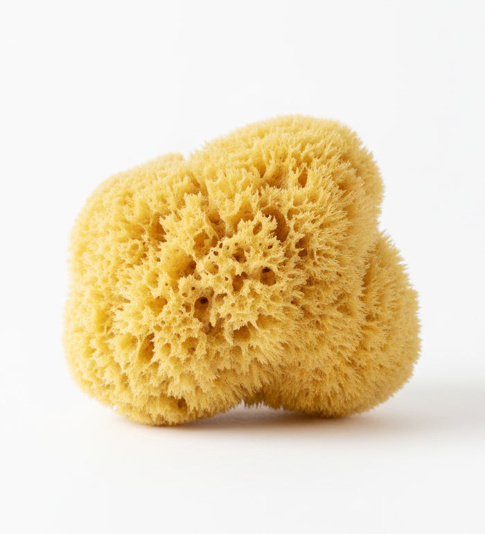 Mediterranean Honeycomb Sea Sponge