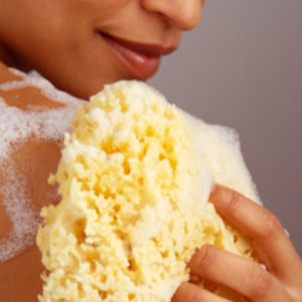 Mediterranean Honeycomb Sea Sponge